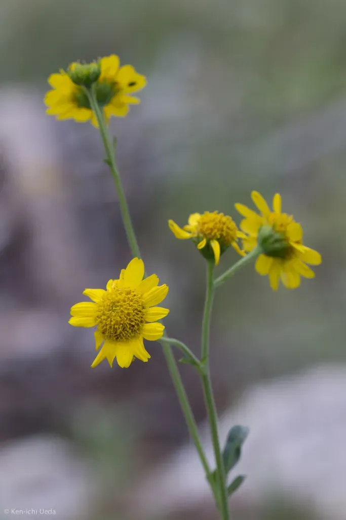 Yellow Ragweed