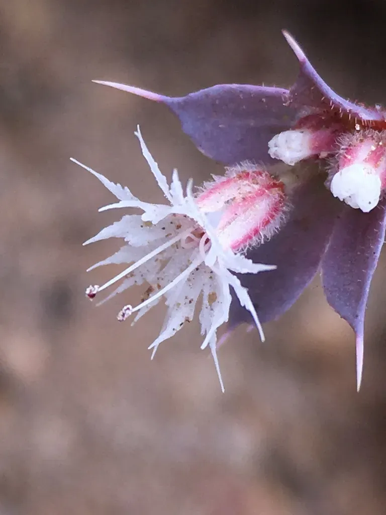 Three-lobed Starry Puncturebract