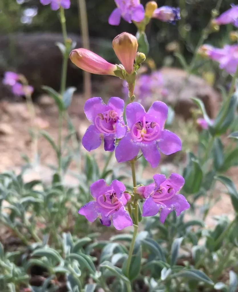 Short Stalk Penstemon