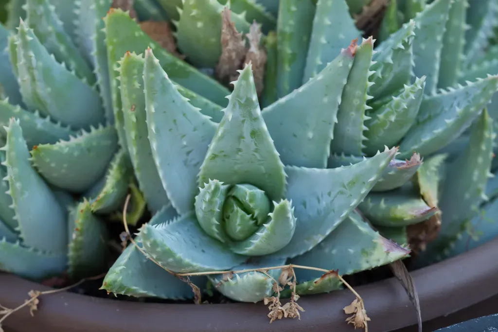 Short-leaved Aloe