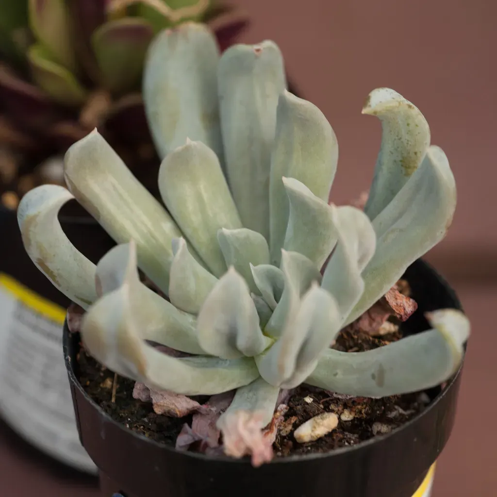Topsy Turvy Echeveria