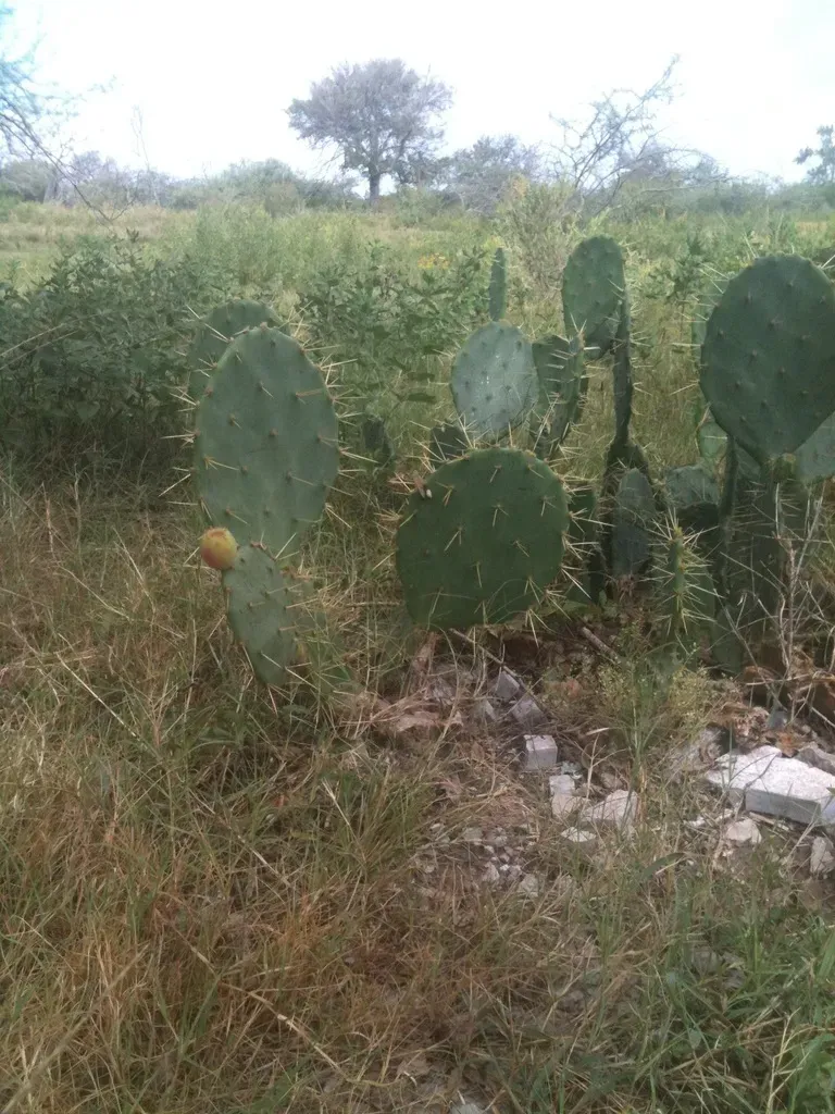 Beach Texas Pricklypear