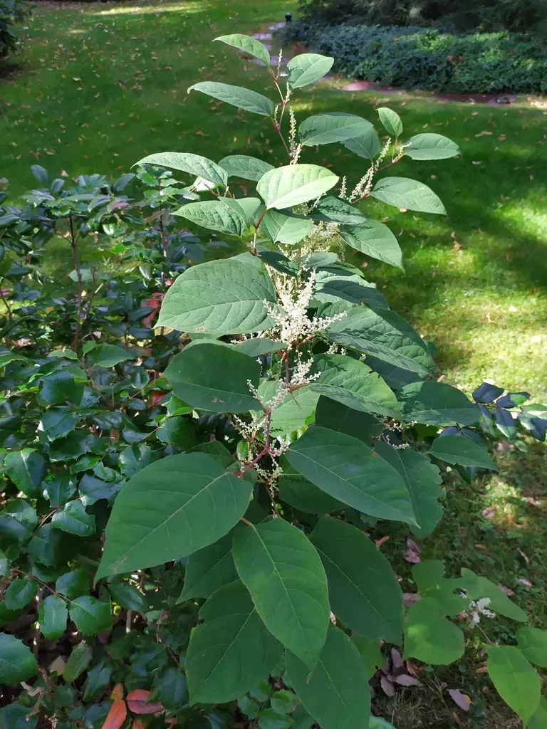 Bohemian Knotweed