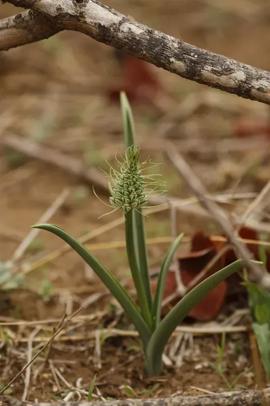 Albuca Seineri