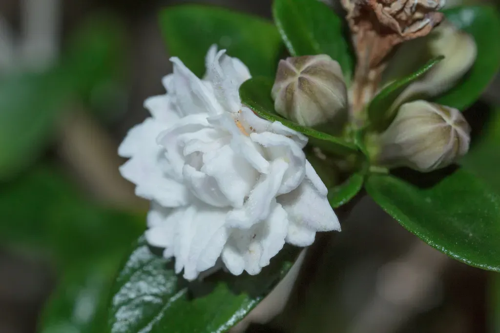 Snowrose