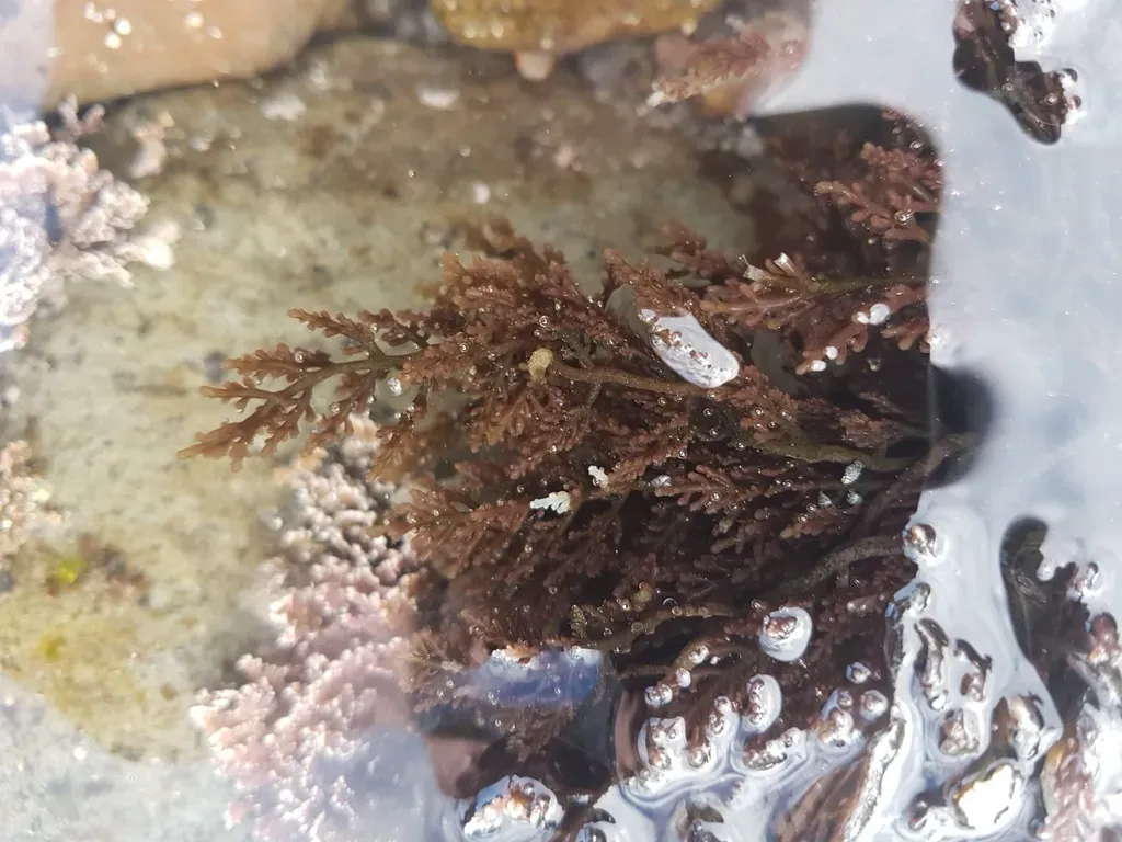 Laurencia Thyrsifera