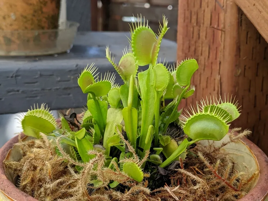 Venus Flytrap