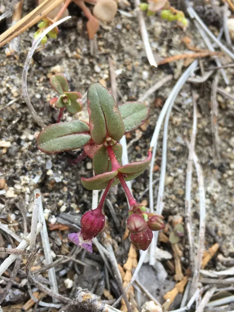 Desert Mountain Blue-eyed Mary