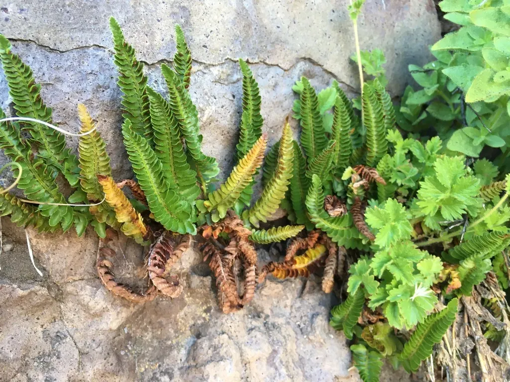 Mountain Hollyfern
