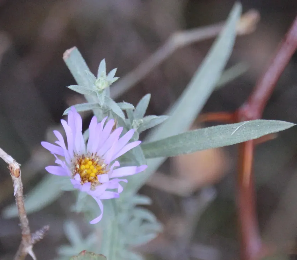 San Bernardino Aster