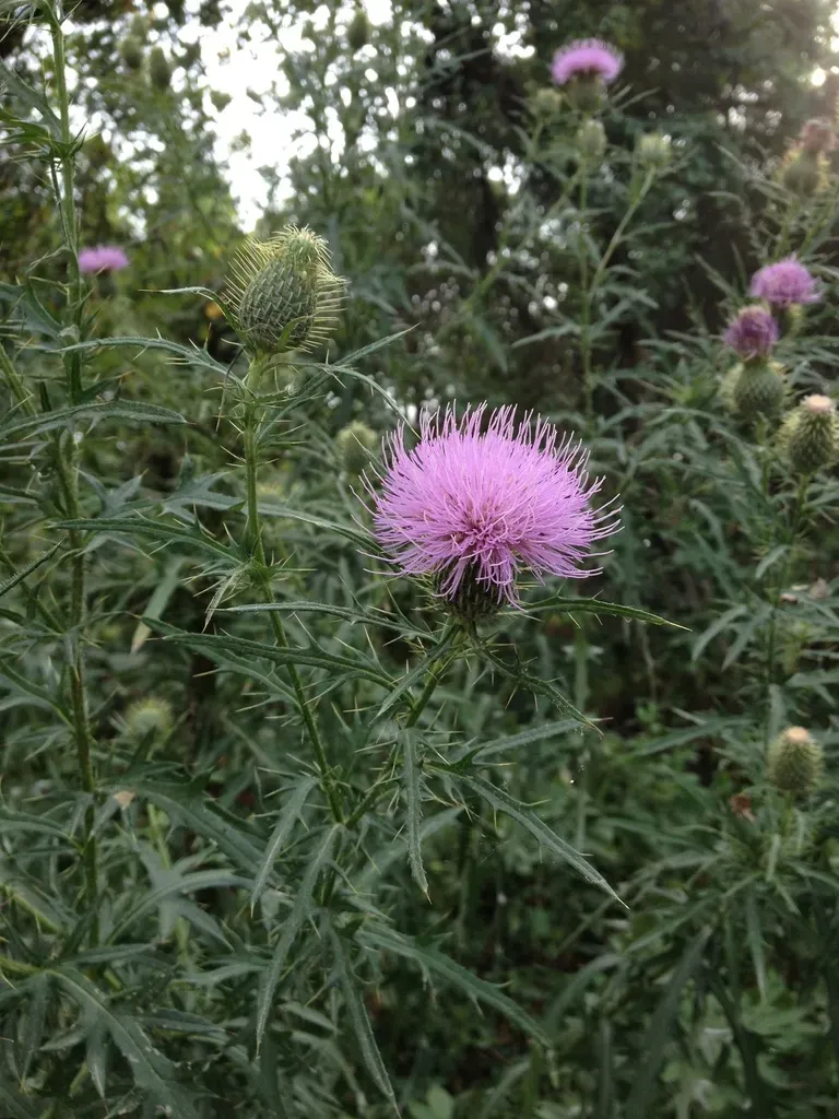 Bull Thistle