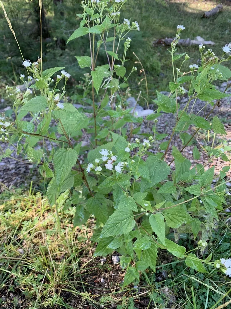 Rothrock's Snakeroot