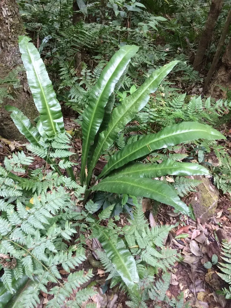 American Bird's-nest Fern