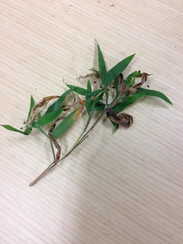 Philadelphia Panic Grass