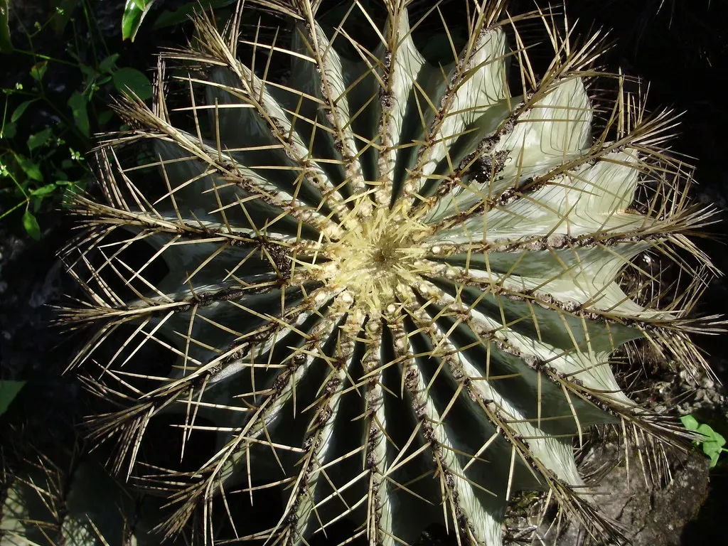 Glaucous Barrel Cactus
