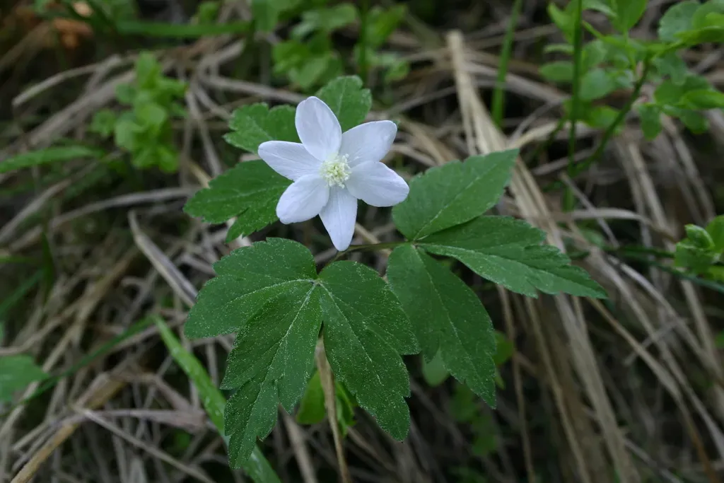 Three-leaved Anemone