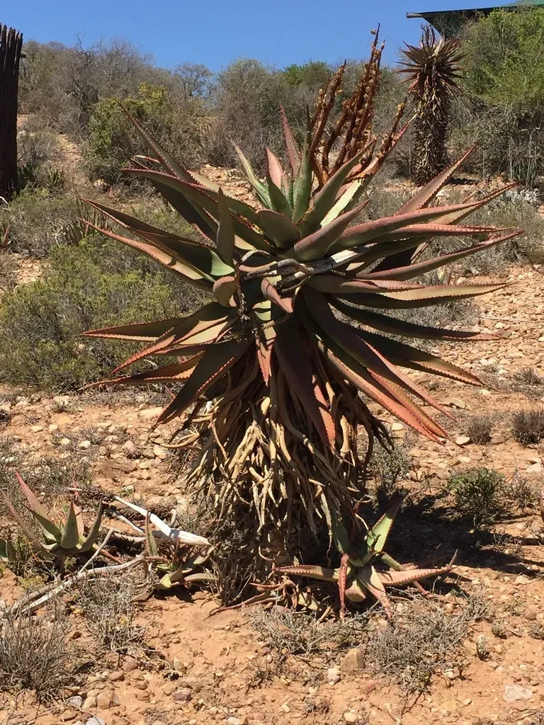 Bitter Aloe