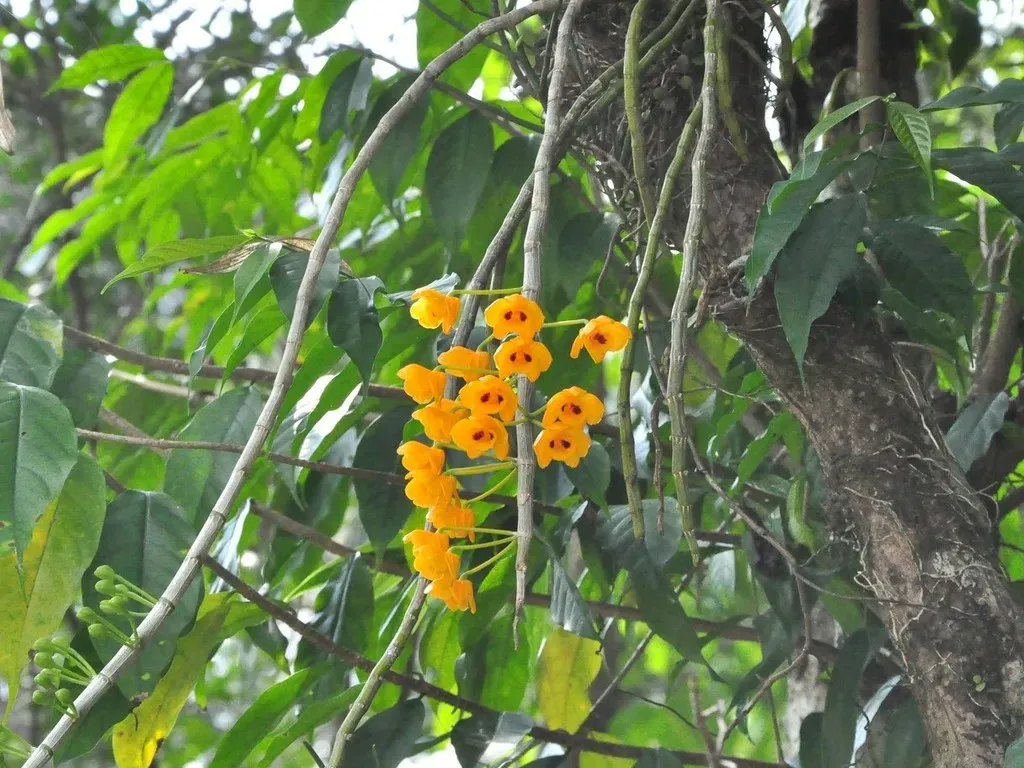 Dendrobium Chrysanthum