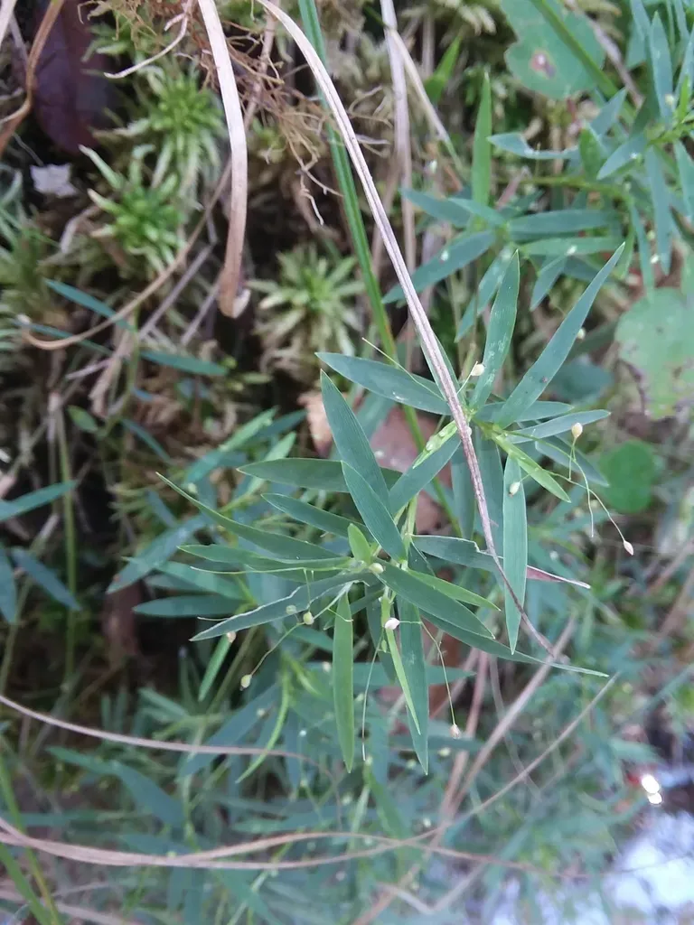 Coastal Plain Witchgrass
