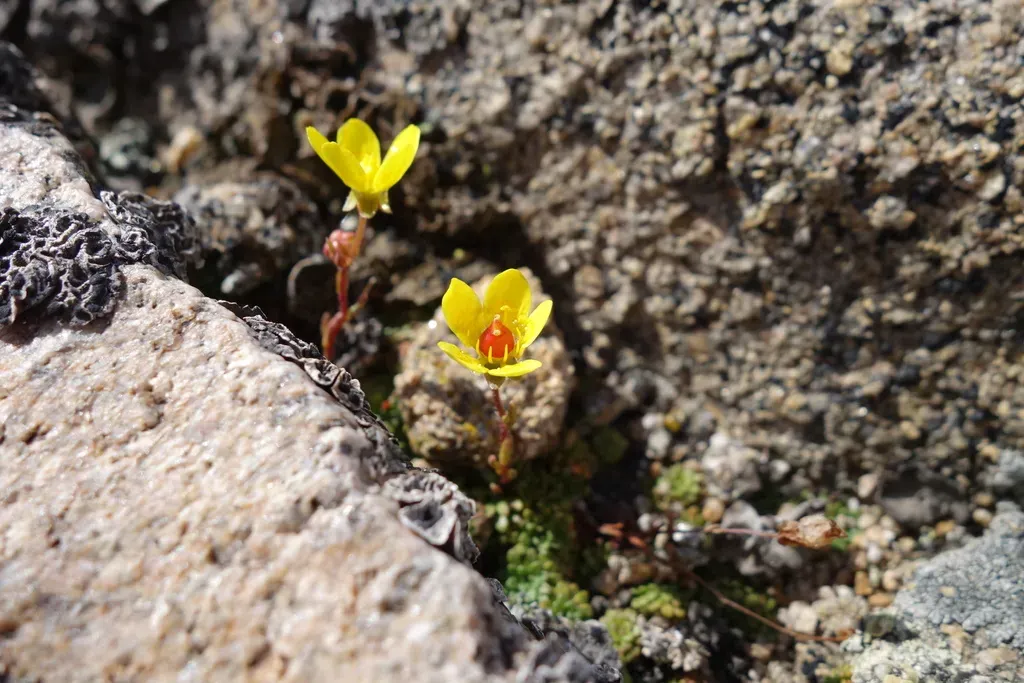 Golden Saxifrage