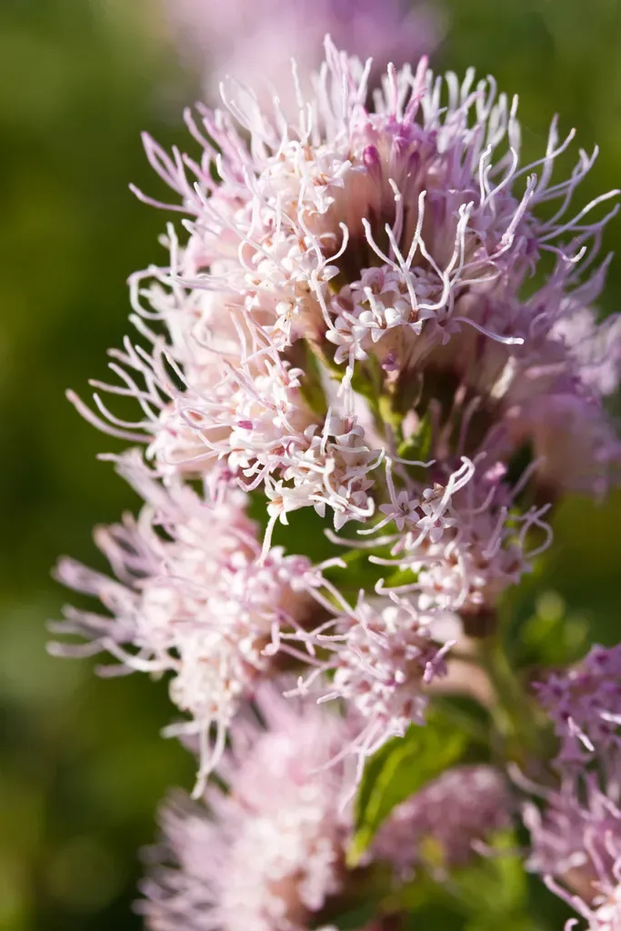Western Snakeroot