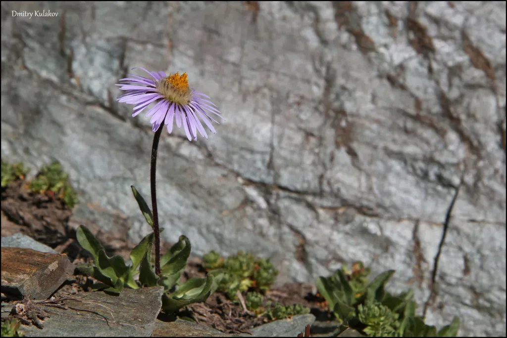 Erigeron Heterochaeta