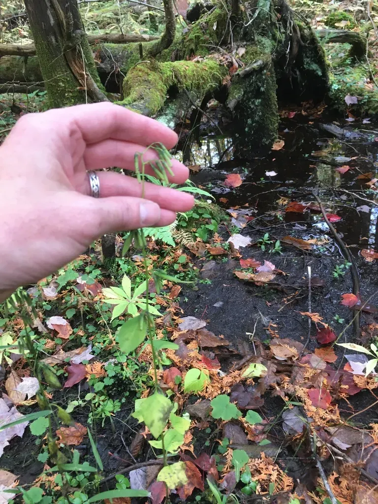 Tall Rattlesnake-root