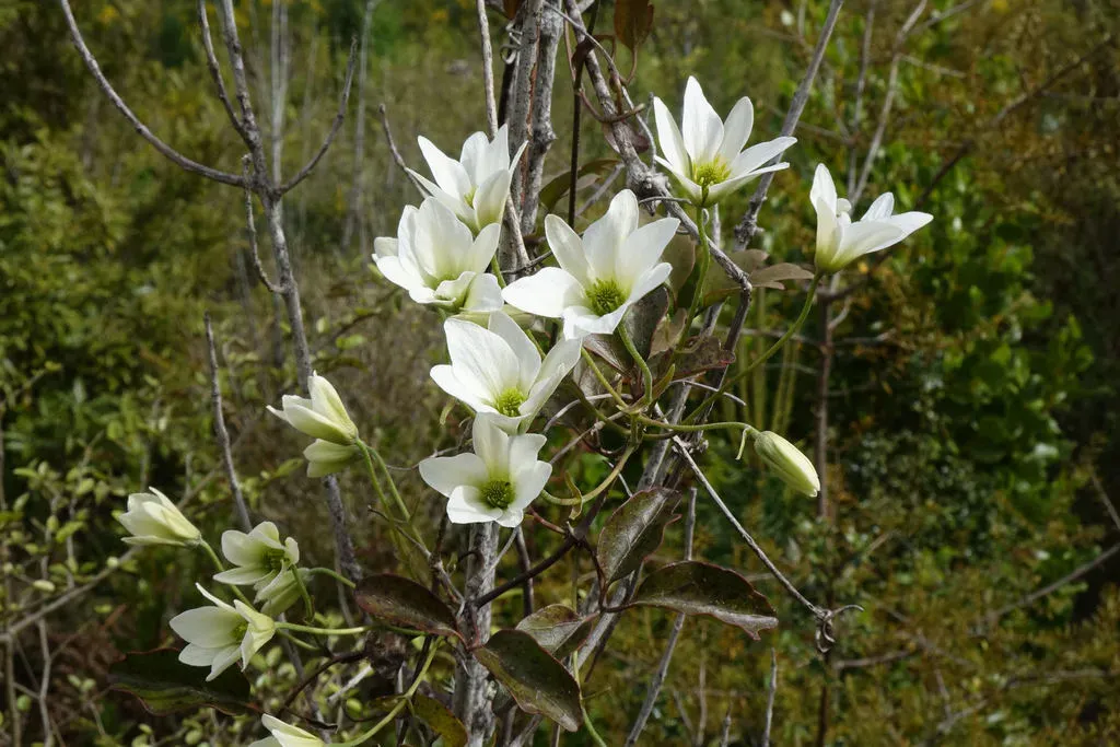 Sweet Autumn Clematis