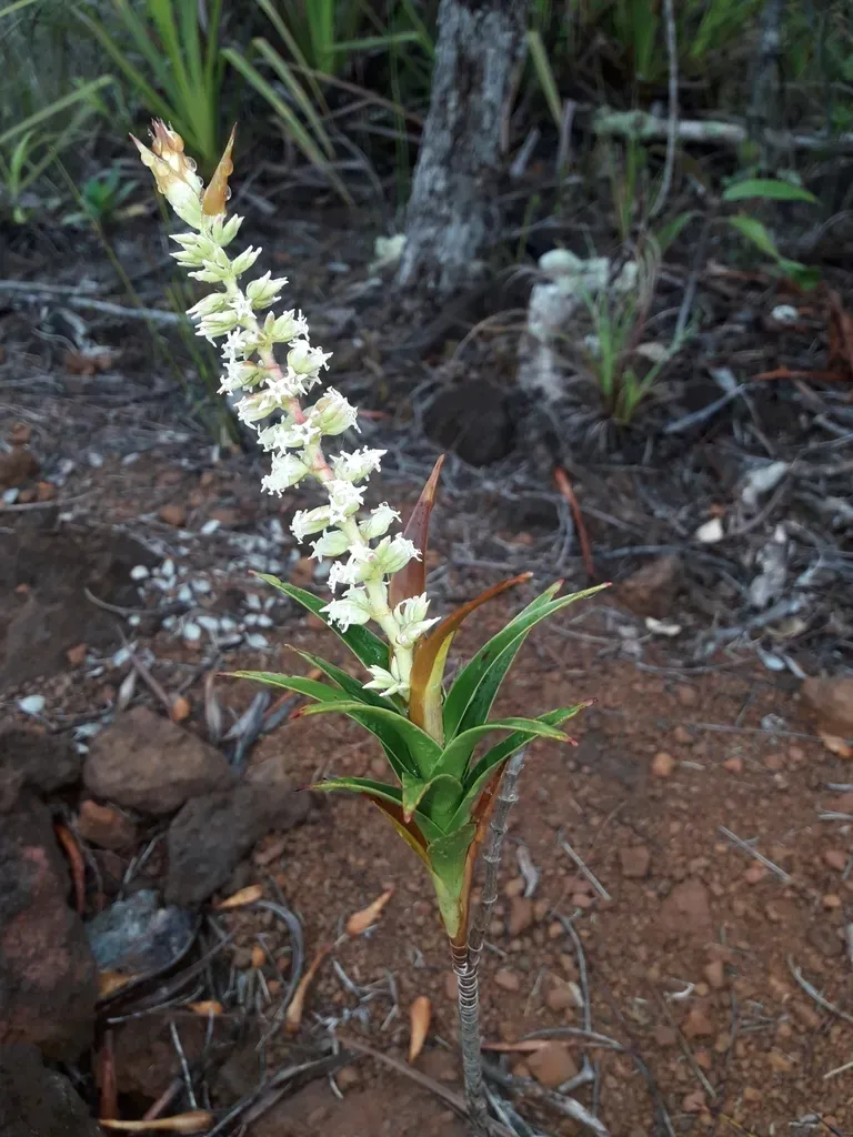 Dracophyllum Ramosum