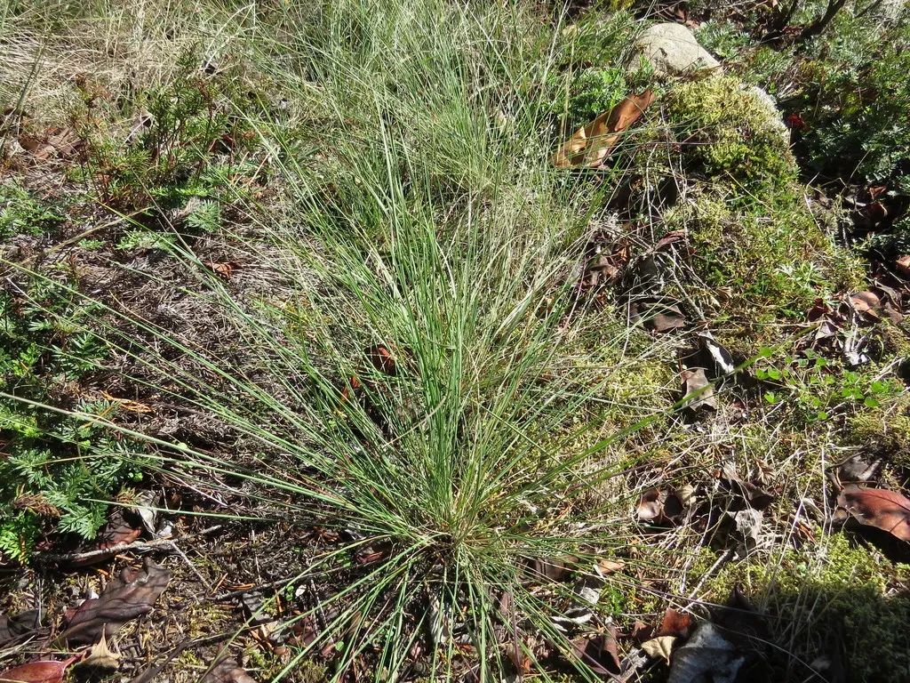Roemer's Fescue