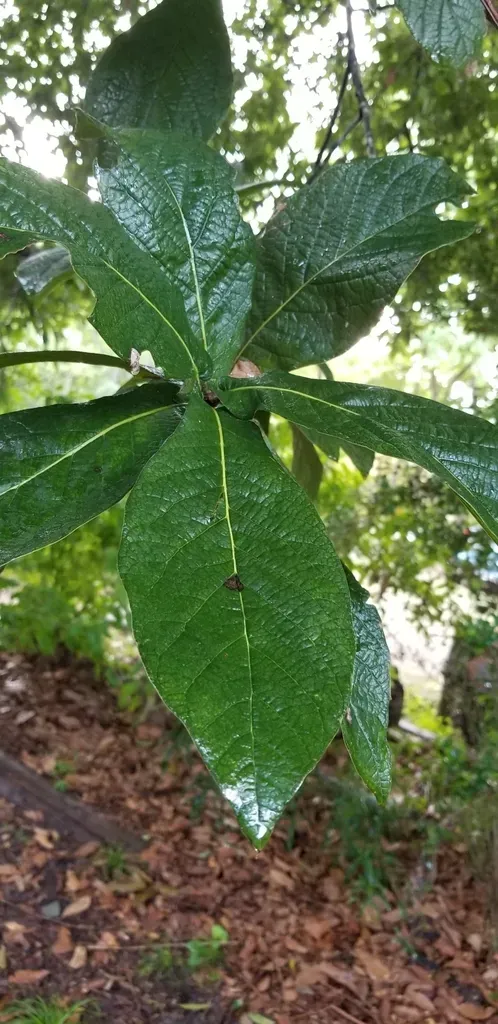 Loquat Leaf Oak