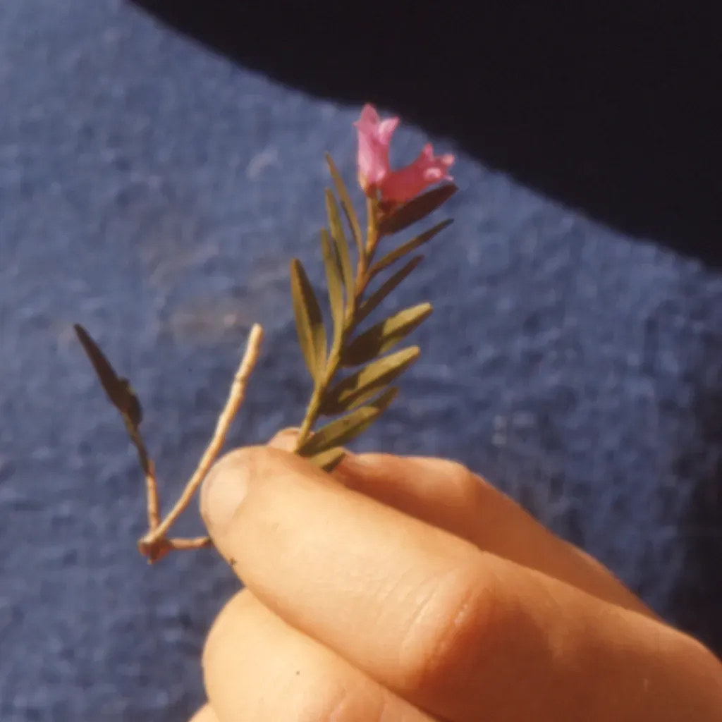 Narrowleaf Equal-lip Orchid