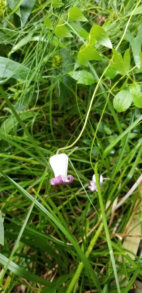 Purple Leatherflower