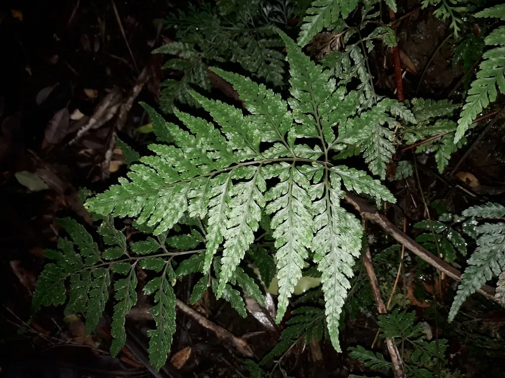 Parapolystichum Smithianum