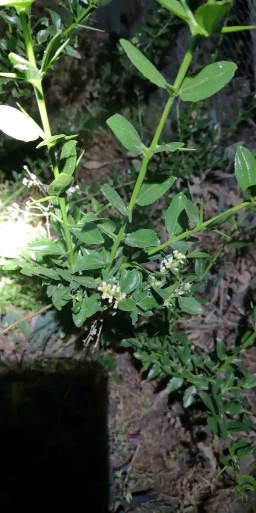 Three-veined Retanilla