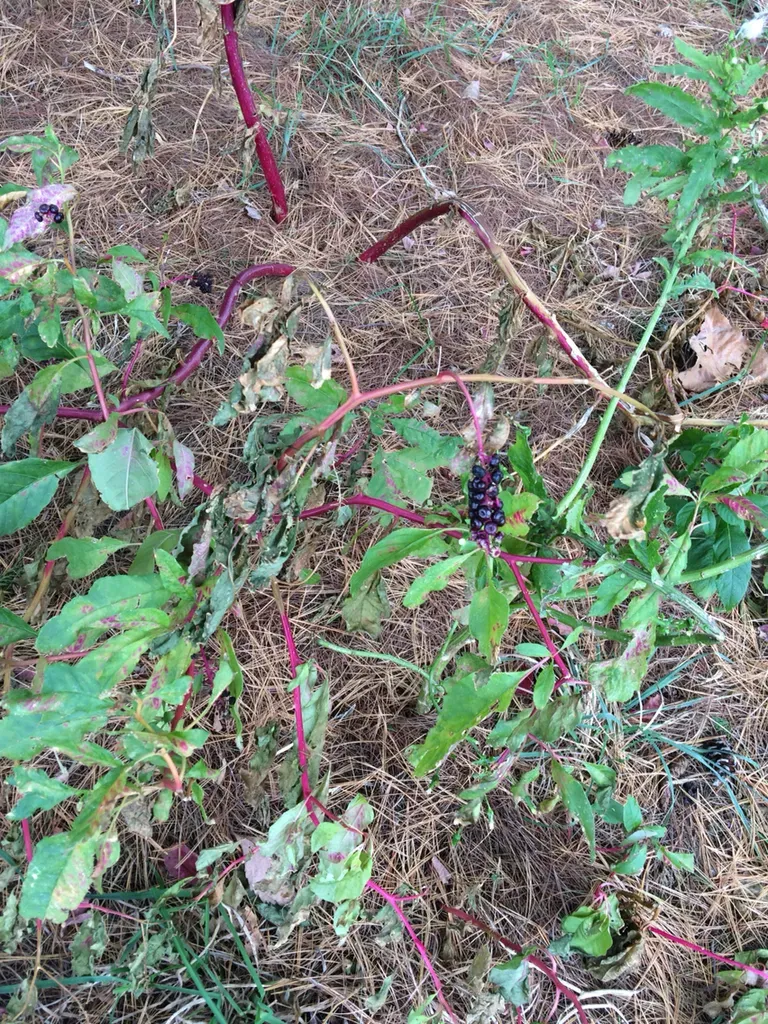 American Pokeweed