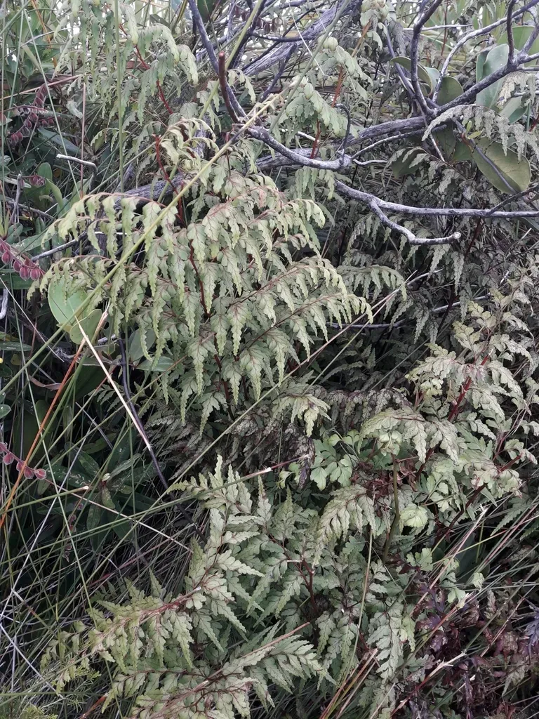 Odontosoria Deltoidea