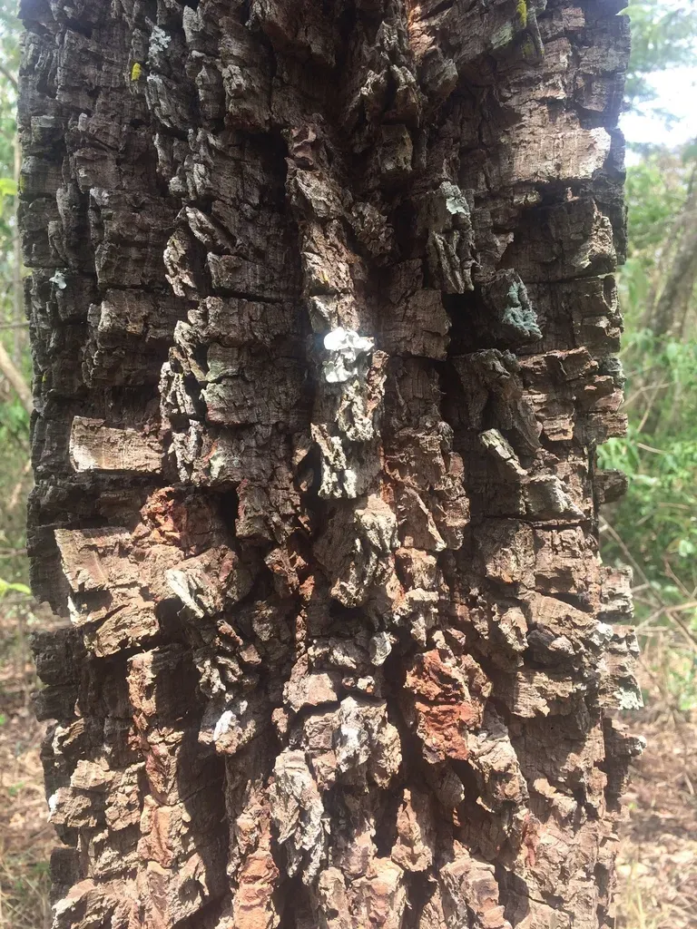 Anadenanthera Peregrina