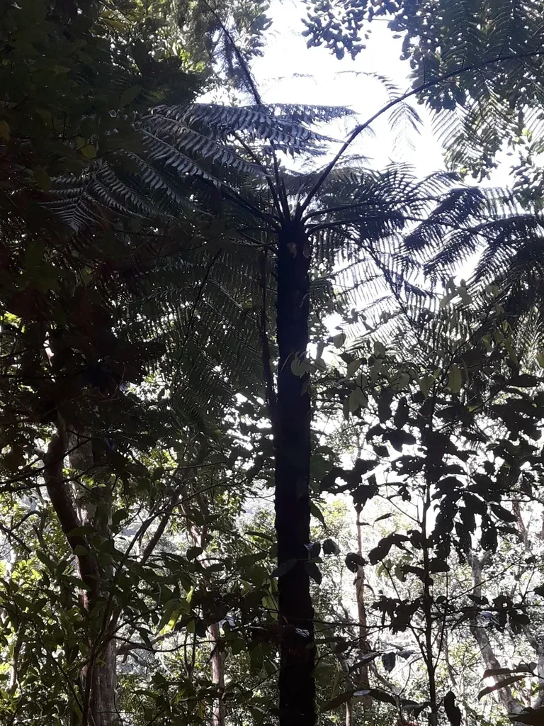 Dicksonia Thyrsopteroides