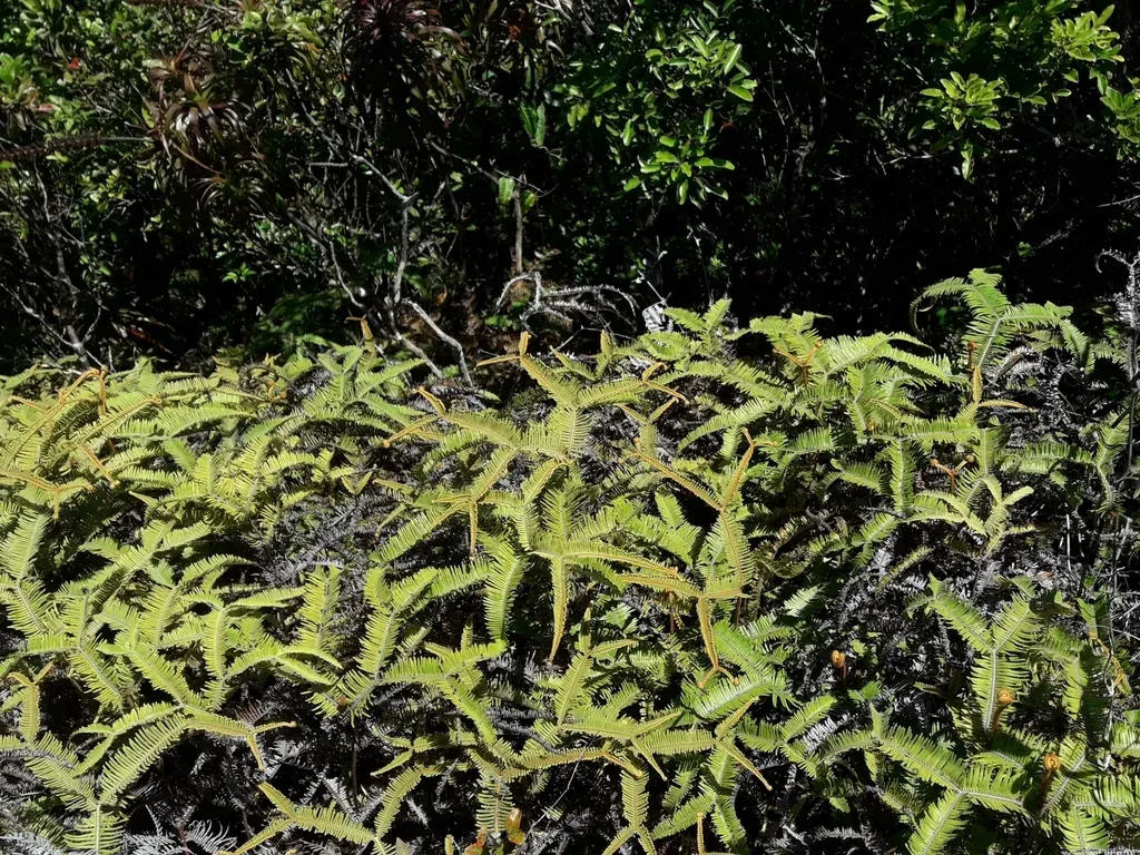Sticherus Brackenridgei