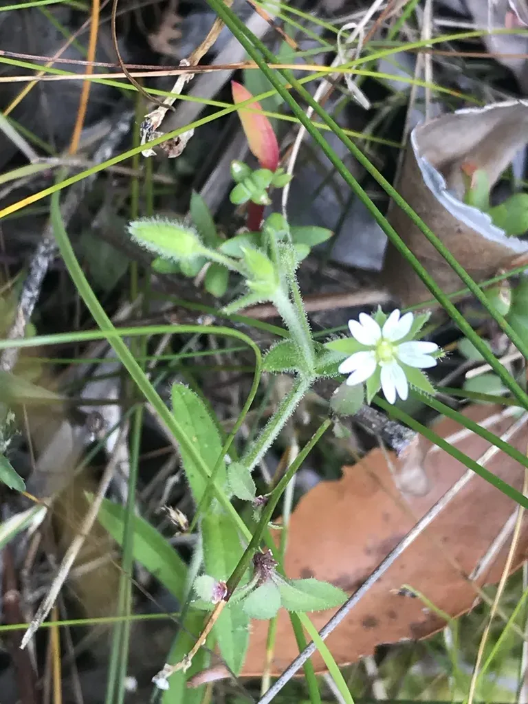 Cape Mouse-ear Chickweed