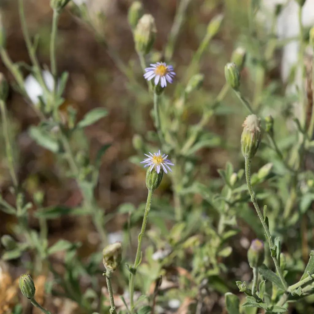 Vittadinia Australasica