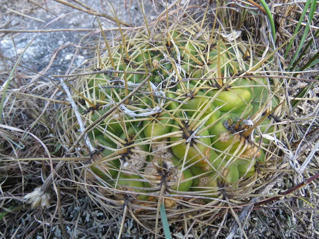 Gymnocalycium Monvillei