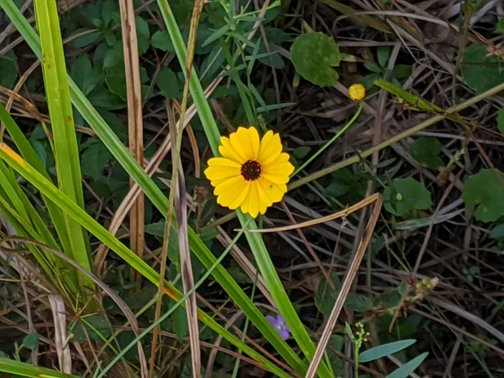 Leavenworth's Tickseed
