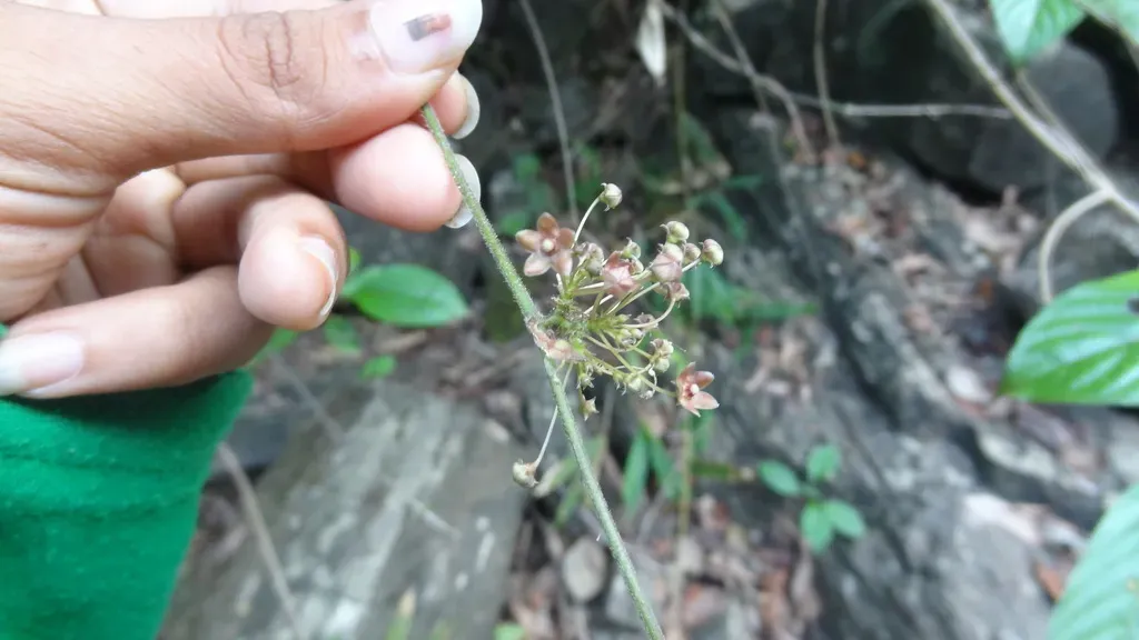 Vincetoxicum Dalzellii