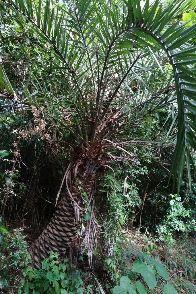 Mountain Date Palm