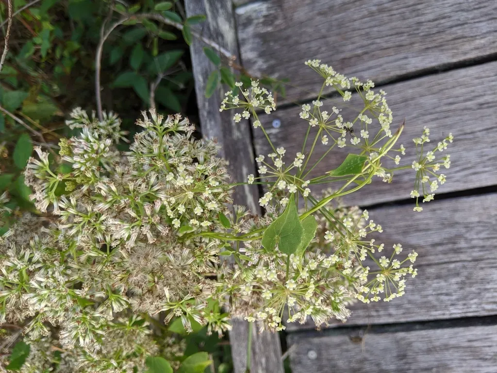 Water Cowbane