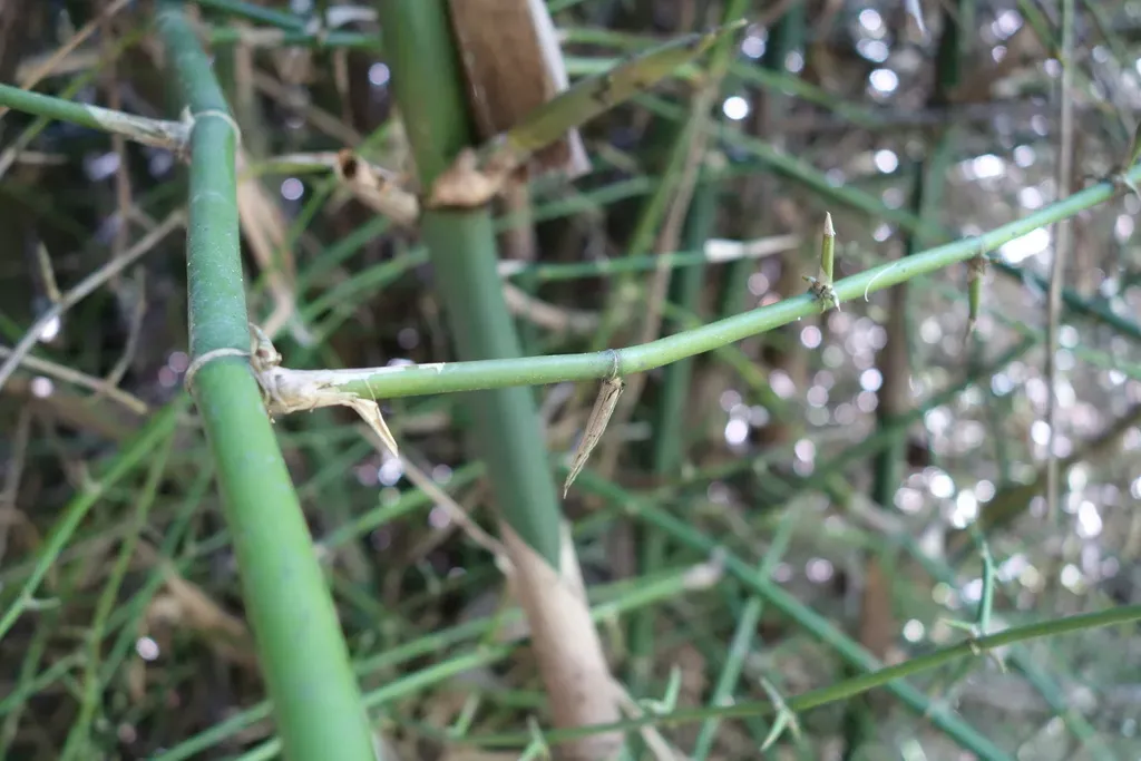 Thorny Bamboo