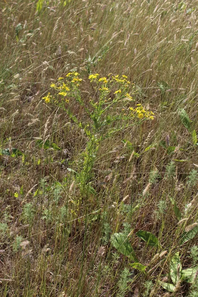 Jacobaea Andrzejowskyi