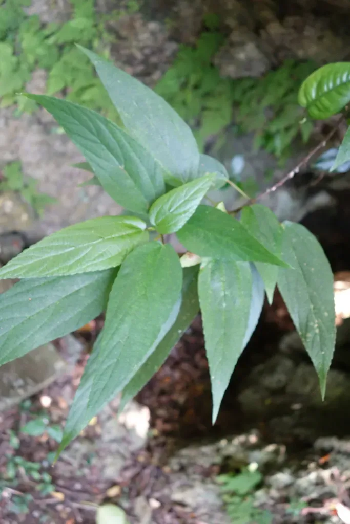 Boehmeria Zollingeriana